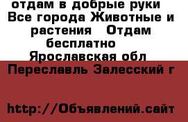 отдам в добрые руки - Все города Животные и растения » Отдам бесплатно   . Ярославская обл.,Переславль-Залесский г.